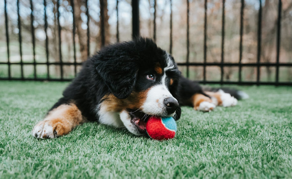 Dog & Puppy Toys