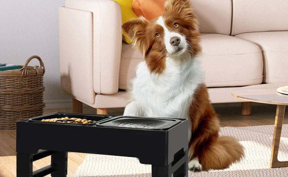 Shop dog bowls & feeders | Coles Best Buys Online Exclusives