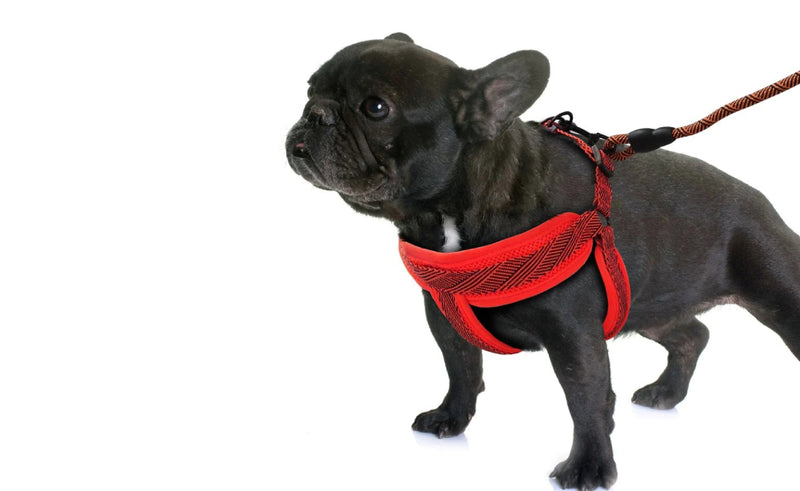 Dog leads, collars & harnesses
