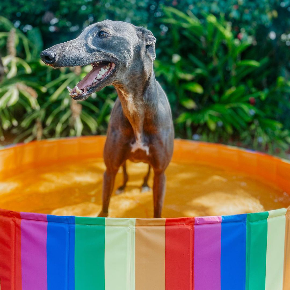 Charlie&#39;s Portable Dog Pool Party Pride Large