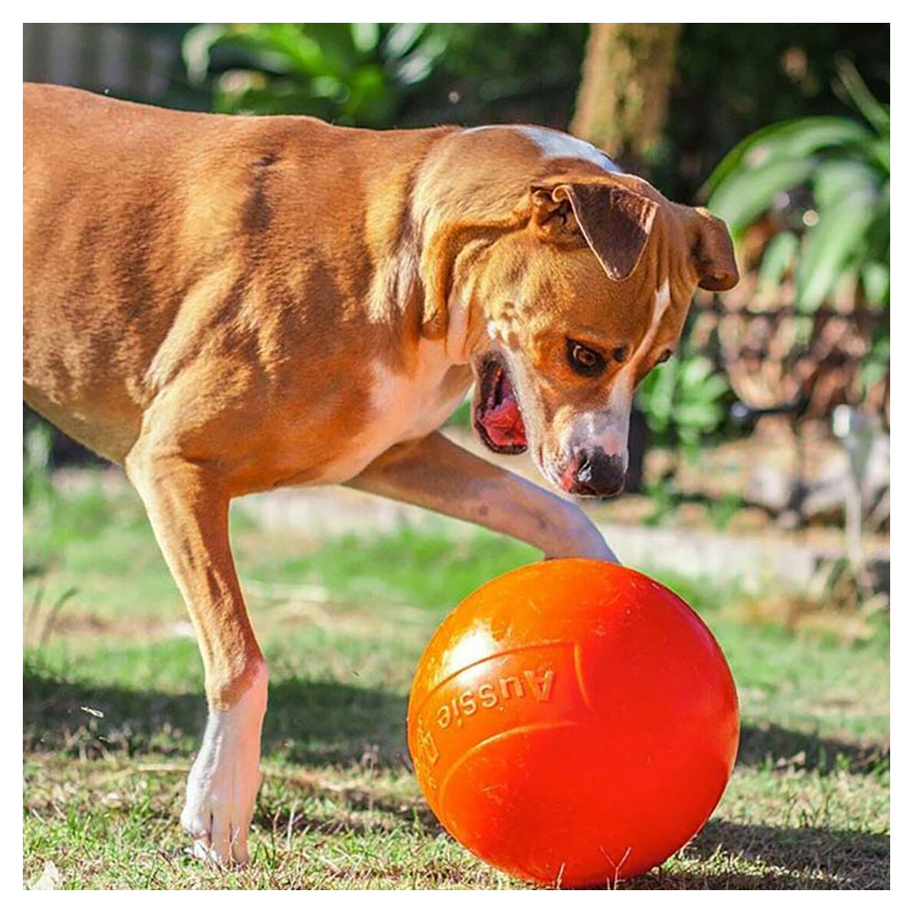 Aussie Dog 240mm Staffie Ball - Orange