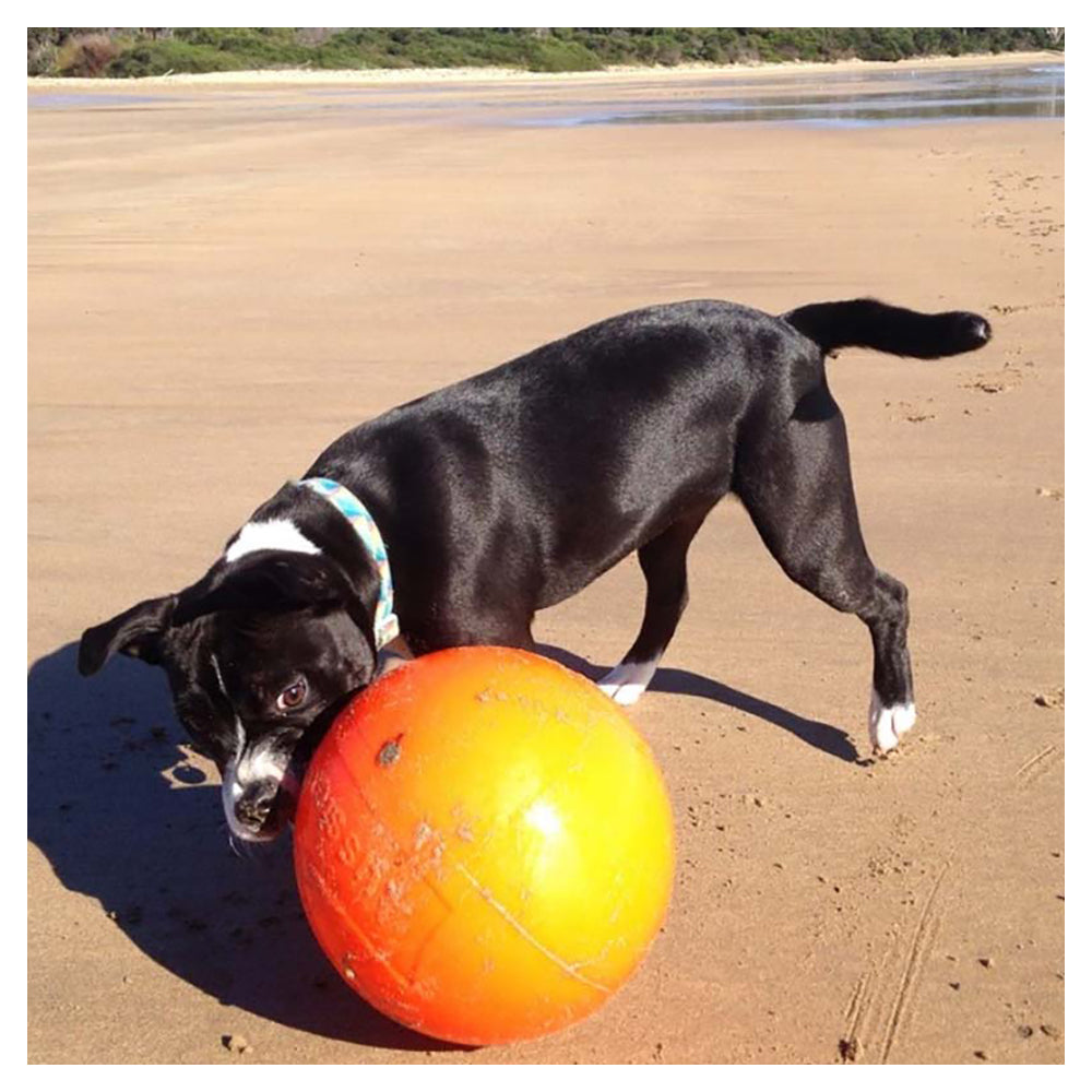 Aussie Dog 240mm Staffie Ball - Orange