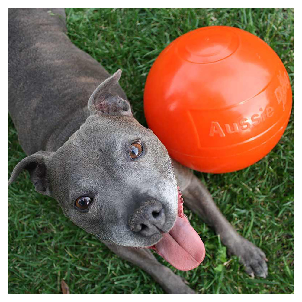 Aussie Dog 240mm Staffie Ball - Orange