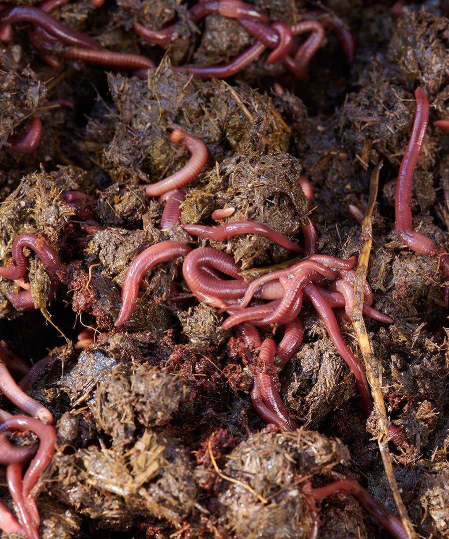 Composting Worms - 2000 (500g. approx.)