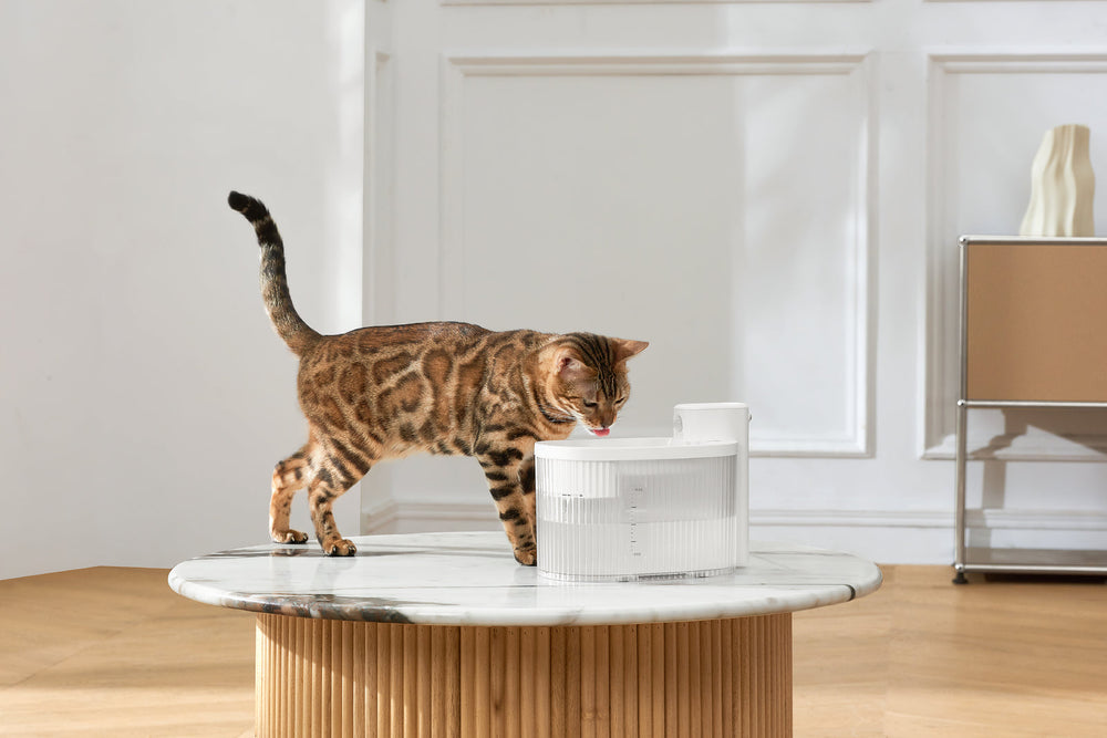 Battery operated cat top water fountain australia